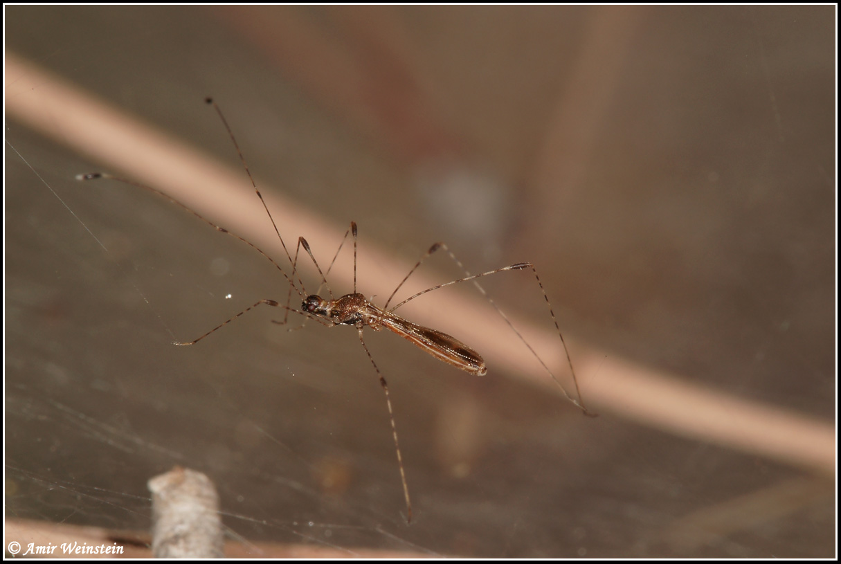 Berytidae: Metacanthus annulosus d''Israele